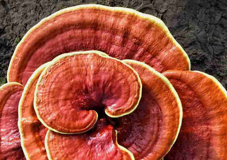 Reishi Ling Zhi (Ganoderma Lucidum) Rojo de 100% BIO - polvo Entera
