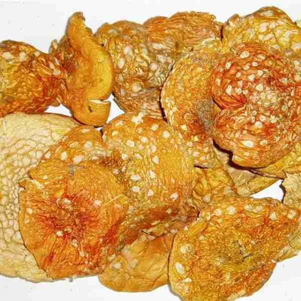 Amanita Muscaria Seca Cerimona y Microdosing