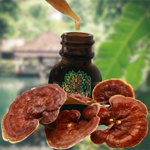 Reishi Ling Zhi (Ganoderma Lucidum) Rojo de 100% BIO - Tintura Madre