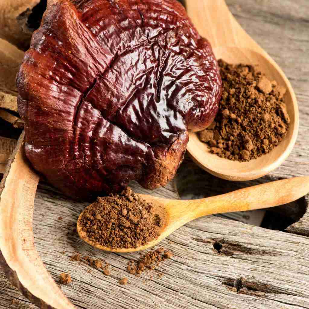 Reishi Ling Zhi (Ganoderma Lucidum) Rojo de 100% BIO - Polvo de Extracto 5:1