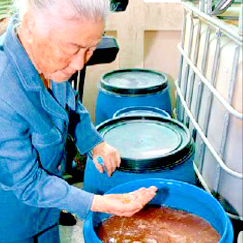 Fermentado Ferviente de Jengibre y Cúrcuma - Microorganismos Eficaces de 7 años