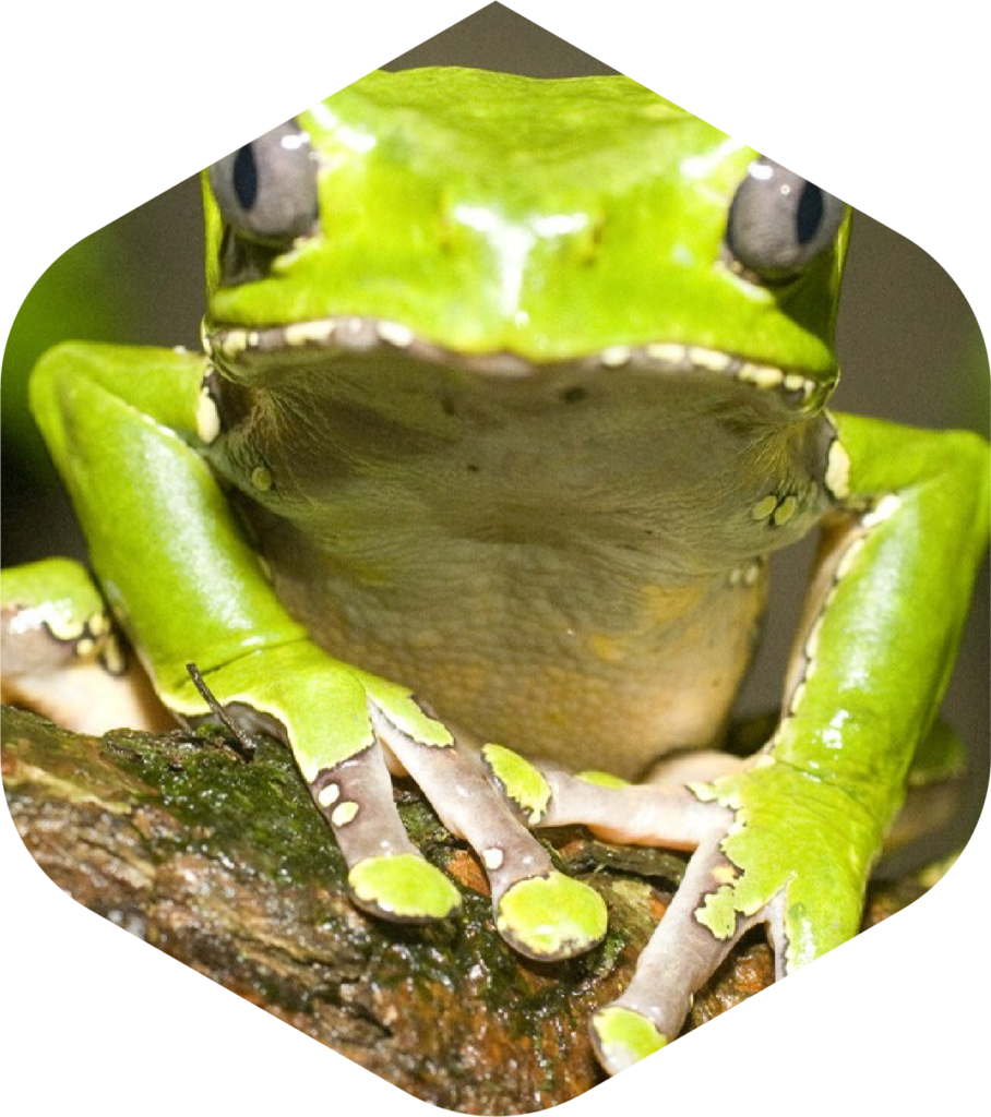 Kambo De Cuchara De Palo Doble Super Desintoxicación De La Amazonía Del Perú