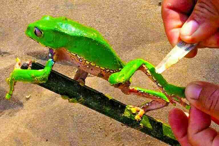 Kambo De Cuchara De Palo Doble Super Desintoxicación De La Amazonía Del Perú
